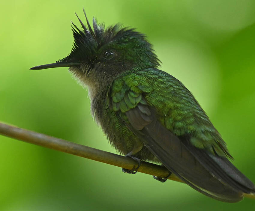 précision beauté partage nature oiseau colibri voyage